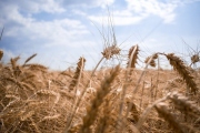 ​EU prý zvažuje dotování přepravy ukrajinského obilí přes okolní země