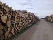 Stát dá na obecní silnice poničené převozem dřeva 140 milionů korun