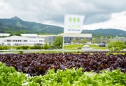 ​Saláty na střeše logistické haly DSV díky novému systému sklizně putují každý týden k zaměstnancům i do restaurací
