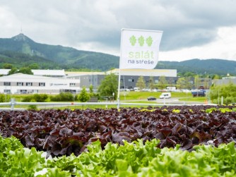 ​Saláty na střeše logistické haly DSV díky novému systému sklizně putují každý týden k zaměstnancům i do restaurací