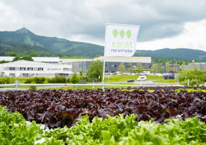 ​Saláty na střeše logistické haly DSV díky novému systému sklizně putují každý týden k zaměstnancům i do restaurací