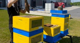 Dachser slaví Světový den včel se včelími úly na pobočce